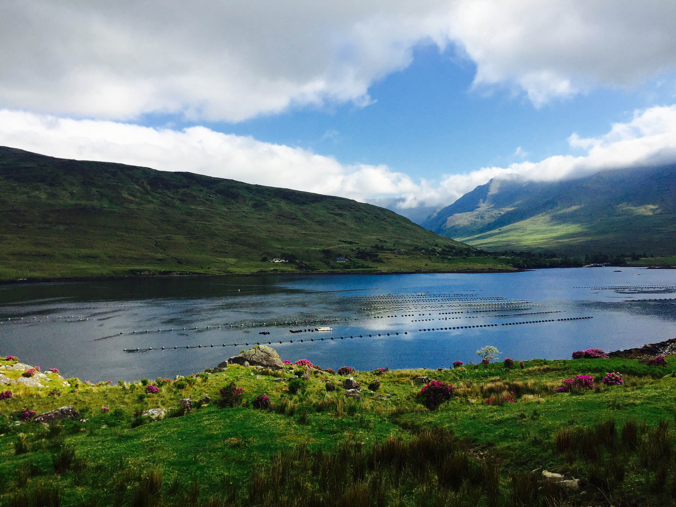 Mussel Farming, Killary Harbour
