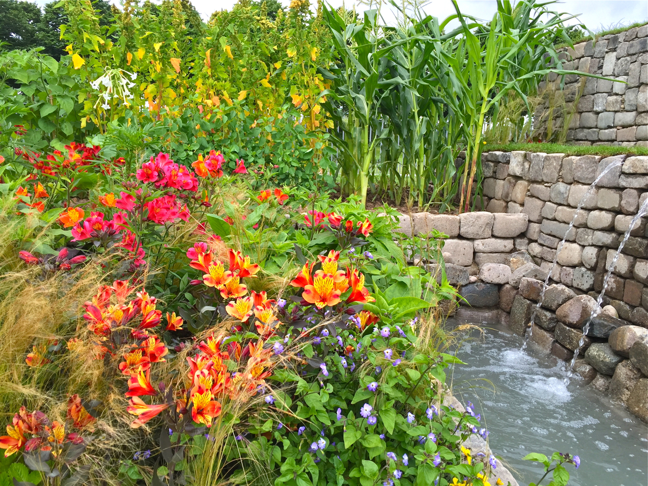 The Inca Garden has an edible section but the Peruvian lilies steal the show